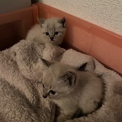 保護猫を助けてください！