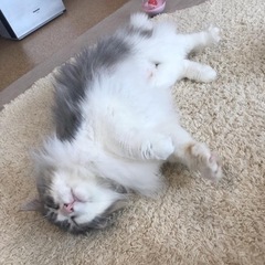 猫カフェ巡り（ほかの動物も可）