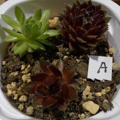 Aセンペルビウムカラフル3点セット