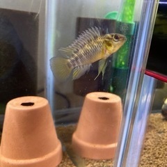 Ap.ホイグネイ（wild）のペア