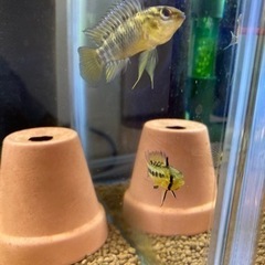 Ap.ホイグネイ（wild）のペアの画像