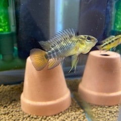 Ap.ホイグネイ（wild）のペアの画像