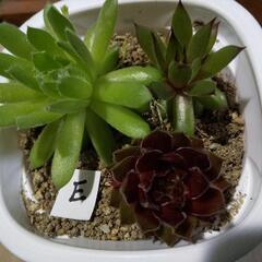 Ｅセンペルビウムカラフル3点セット