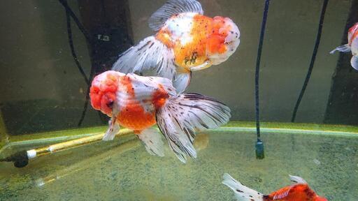金魚色々いますよ〜！