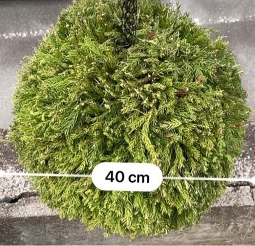 酒好き！！居酒屋向けPR!!インパクト大