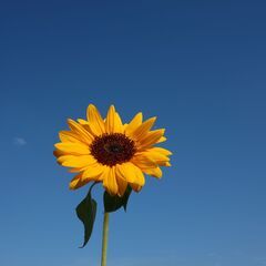 【荒天中止】ひまわり畑🌻@武蔵村山市 (Kanoa Photo Club -3) - 世田谷区