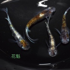 花魁