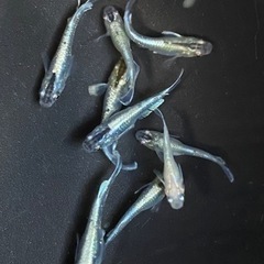メダカ　鱗光　画像の個体　全ての画像