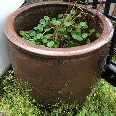 瓶　壺　メダカ用　植木鉢カバー　などにの画像