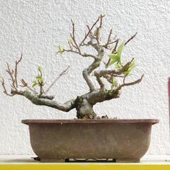 小品盆栽ブーゲンビリアー２