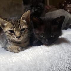 黒猫ちゃんは決まりました！