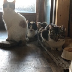 野良の子供を保護しています。