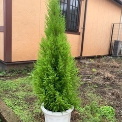 ゴールドクレスト　140センチ　