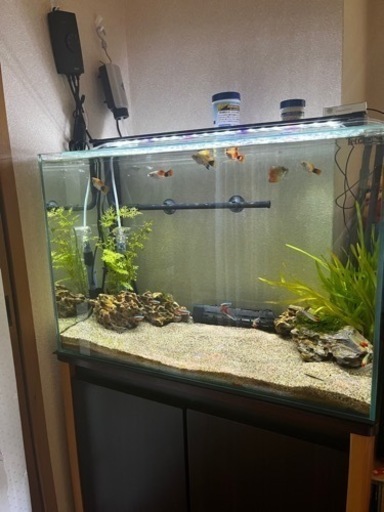 【⠀決まりました✨】60cm水槽、生体付き、すぐ飼えるフルセット‼️