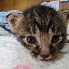 ④キジトラ 話し合い中