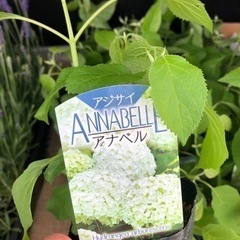 アナベル　　苗木