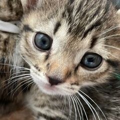 お家が決まったんだ❗️皆さんありがとう❗️