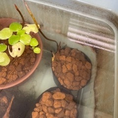 水草セット