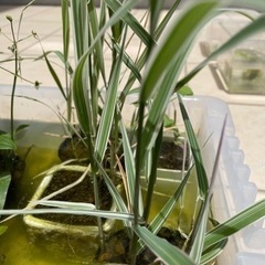 水草セットの画像