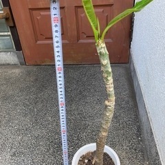 2.プルメリア　鉢