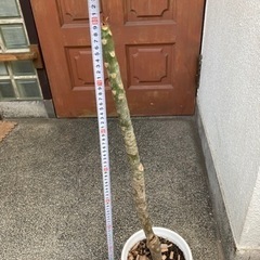 3.プルメリア　鉢