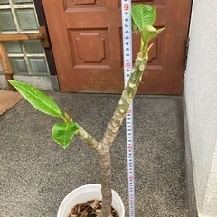 4.プルメリア　鉢