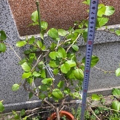2.ハイビスカス