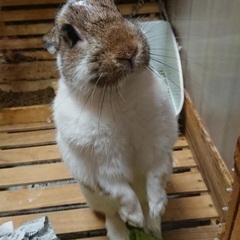 ウサギの里親募集です。代理投稿