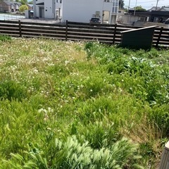 草刈りをお願いしたいです