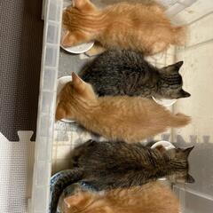 保護猫　3兄弟