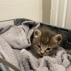 生後3週間の保護猫