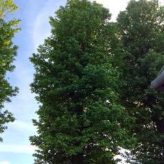 ⭐植木屋さんの、簡単なお仕事⭐未経験者歓迎⭐