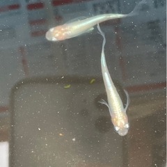 天女の舞メダカ　ヒレ長　成魚　1ペア　の画像