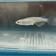 天女の舞メダカ　ヒレ長　成魚　1ペア　の画像