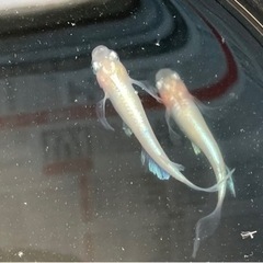 天女の舞メダカ　ヒレ長　成魚　1ペア　の画像