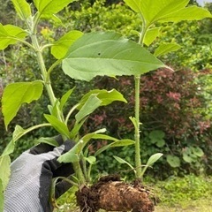 スーパーフード、菊芋、育ててみませんか？ ～3個から価格変更～の画像