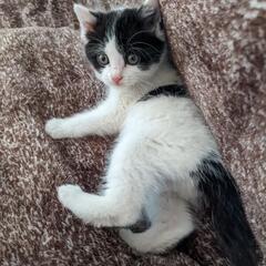 可愛い子猫の里親募集致しております。
