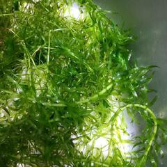 水草,国産アナカリス(メダカや熱帯魚に)