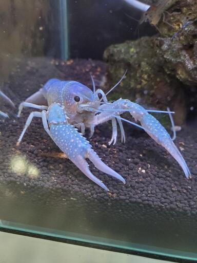 基本的に無料で。青ザリガニ（オス）と ヤマトヌマエビ8匹くらい