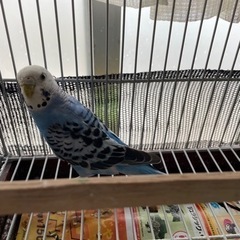 セキセイインコ 青色      現在特定のお方とやり取りしています。