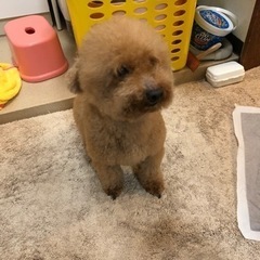 娘が犬アレルギーになってしまいました