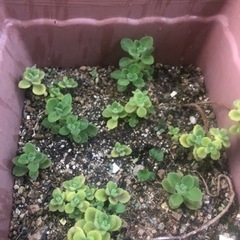 アロマティカス　（多肉植物・ハーブ）