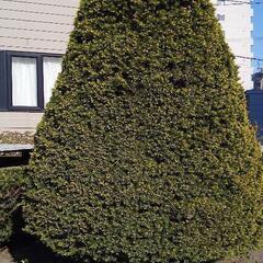 大きい庭木です(^_^)