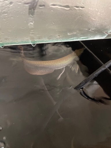 水槽割れ後飼えなくなった為早期売りたいです