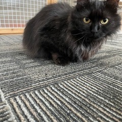 黒猫長毛のビオラちゃん