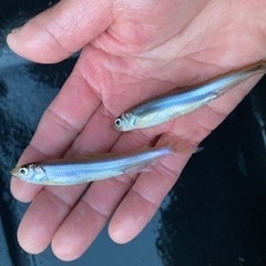 【シーズン到来】芹川ダムのわかさぎ🐟