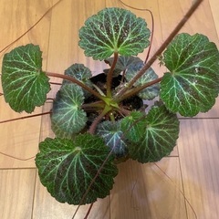 ② 薬草　ユキノシタ　1苗100円♪ 7cmポリポット　山菜　野...