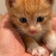 保護猫生後20日くらい、茶トラ里親候補決定、キジトラも里親候補有...