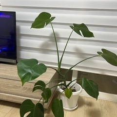 観葉植物/モンテスラ/近隣の方お届け可能