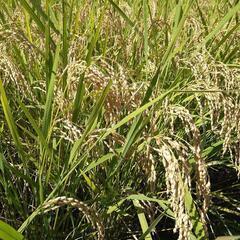 米農家直送🍚コシヒカリ🍚玄米30kg令和３年産新米　配達できます。